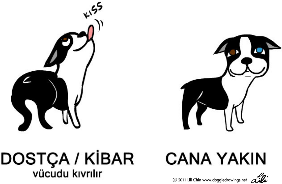kopek-arkadasca