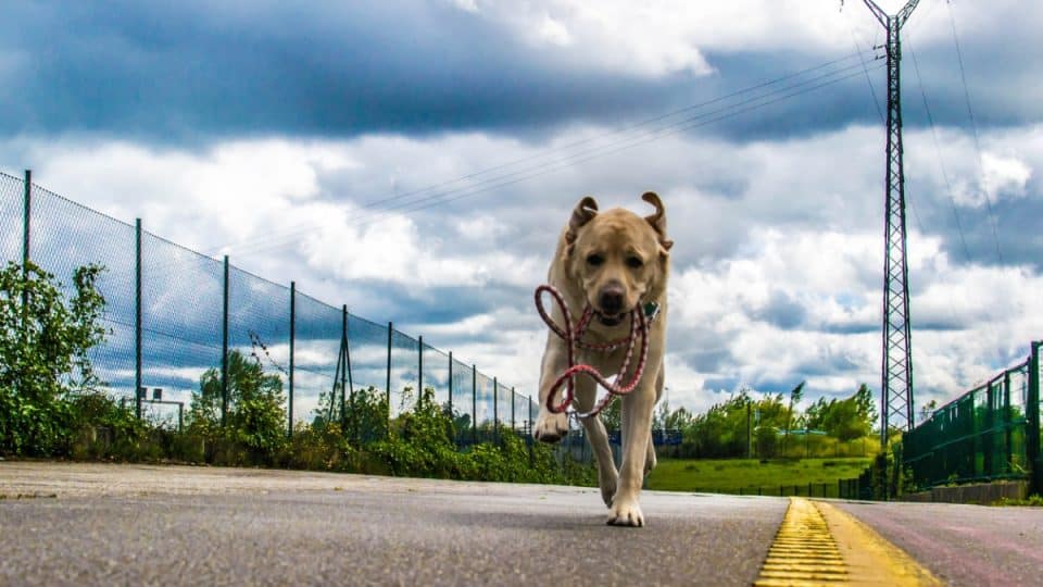 Köpeğim Evden Kaçtı - En Yaygın 5 Sebep