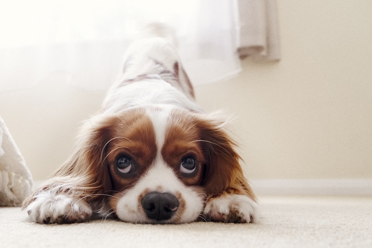/data/1/2025/6/cavalier-king-charles-spaniel-5952324_1280.jpg