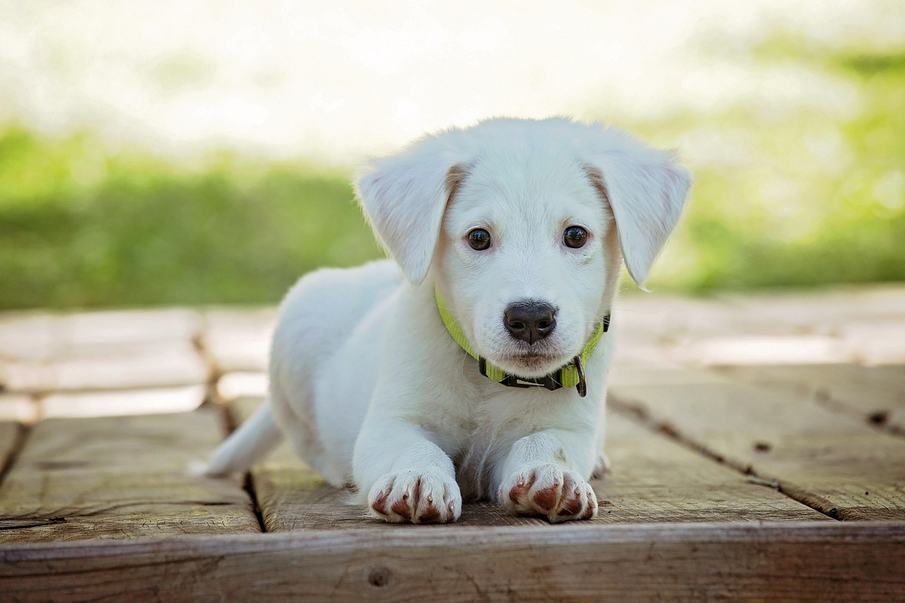 Yavru Köpekler İdrarlarını Ne Kadar Süre Tutabilirler?